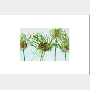 Allium vineale  'Hair' Posters and Art